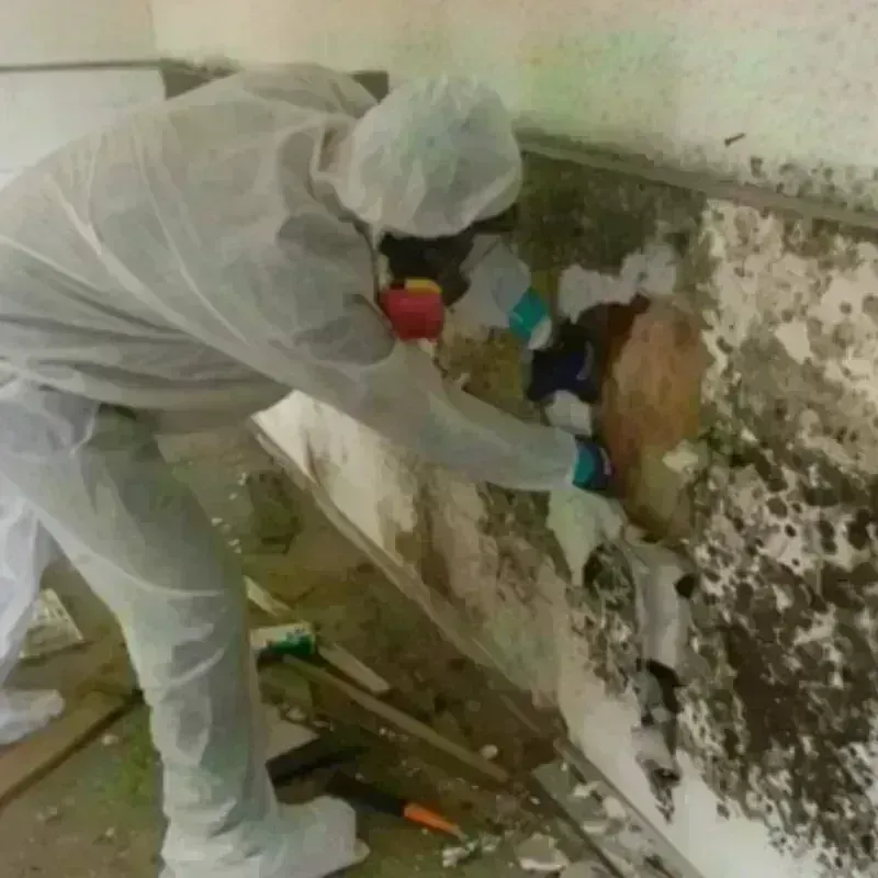 Mold Remediation and Removal in Philo, IL